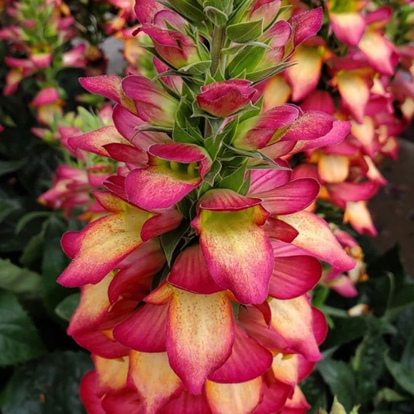 Poshmark Ambassador💕🙏🧿💕💫 5 Star Seller - Picture 5 of 16